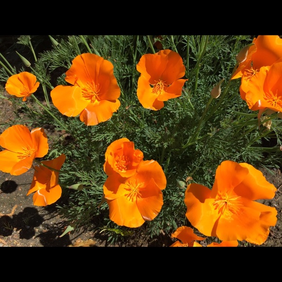 Meet your Posher, CebuanaJoy😊 - Picture 1 of 1